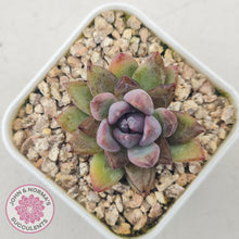 Load image into Gallery viewer, Echeveria &#39;Gem Rose&#39; - John &amp; Norma&#39;s Succulents Australia
