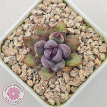 Load image into Gallery viewer, Echeveria &#39;Gem Rose&#39; - John &amp; Norma&#39;s Succulents Australia
