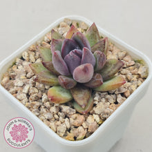 Load image into Gallery viewer, Echeveria &#39;Gem Rose&#39; - John &amp; Norma&#39;s Succulents Australia
