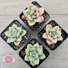 Echeveria German Champagne