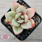 Echeveria German Champagne