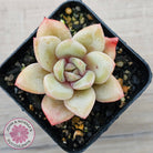 Echeveria German Champagne