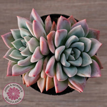 Load image into Gallery viewer, Echeveria Ghost (Multi)
