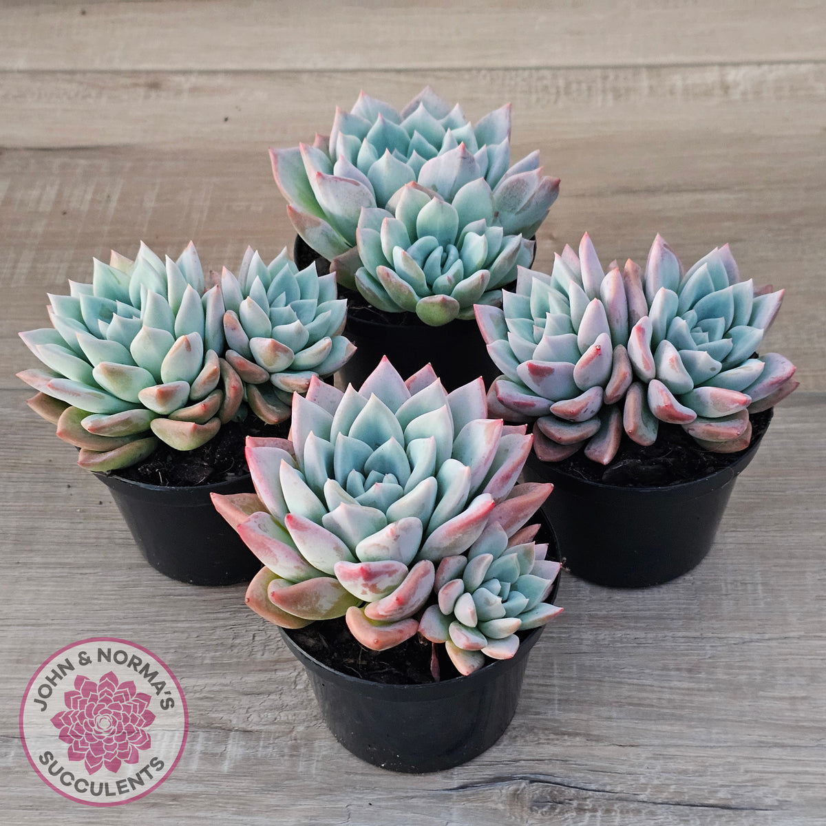 Echeveria Ghost (Multi)