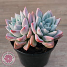 Echeveria Ghost (Multi)