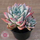 Echeveria Ghost (Multi)