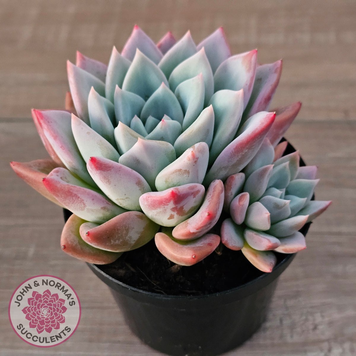 Echeveria Ghost (Multi)