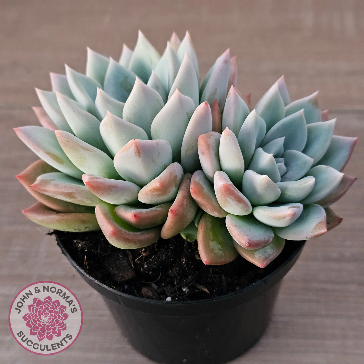 Echeveria Ghost (Multi)