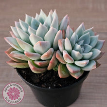 Load image into Gallery viewer, Echeveria Ghost (Multi)
