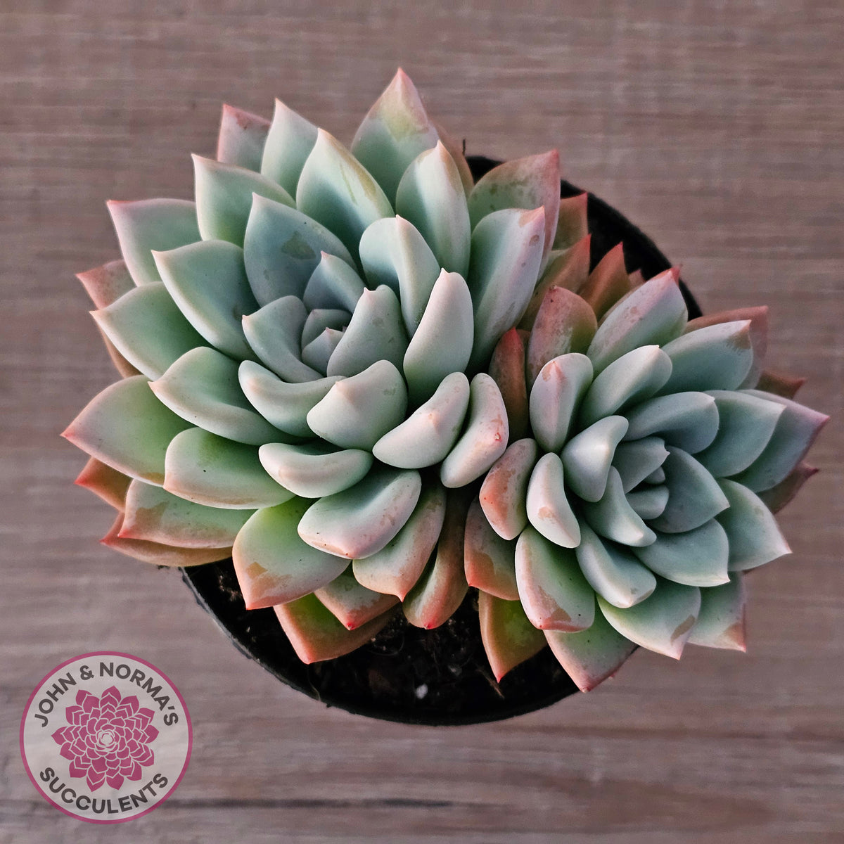 Echeveria Ghost (Multi)