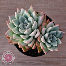 Load image into Gallery viewer, Echeveria Ghost (Multi)
