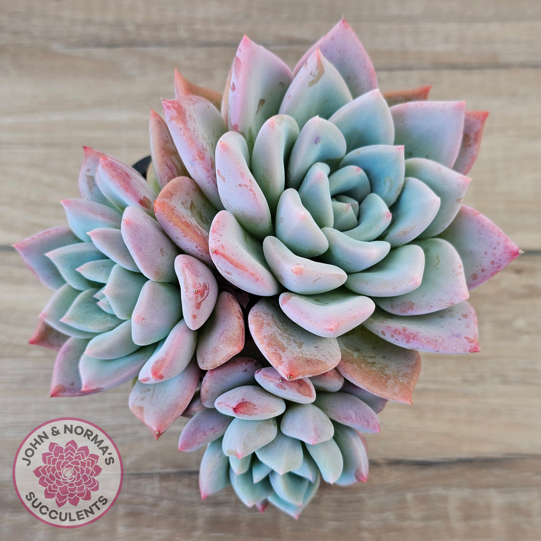 Echeveria Ghost