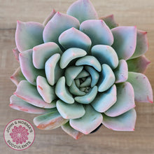 Load image into Gallery viewer, Echeveria Ghost
