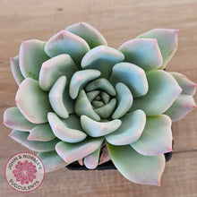 Load image into Gallery viewer, Echeveria Ghost
