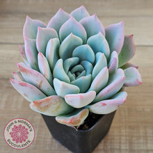 Load image into Gallery viewer, Echeveria Ghost
