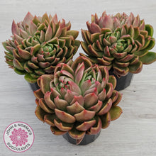 Load image into Gallery viewer, Echeveria Gilva Crested
