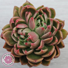 Load image into Gallery viewer, Echeveria Gilva Crested
