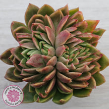 Load image into Gallery viewer, Echeveria Gilva Crested
