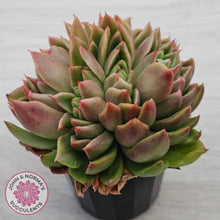 Load image into Gallery viewer, Echeveria Gilva Crested
