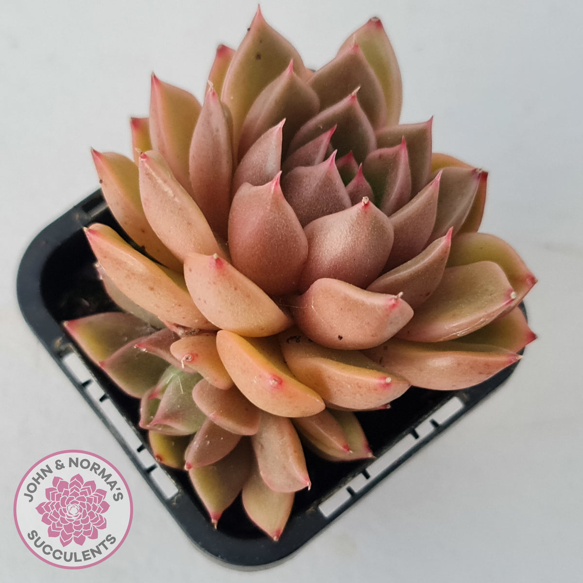 Echeveria Agavoides Gilva