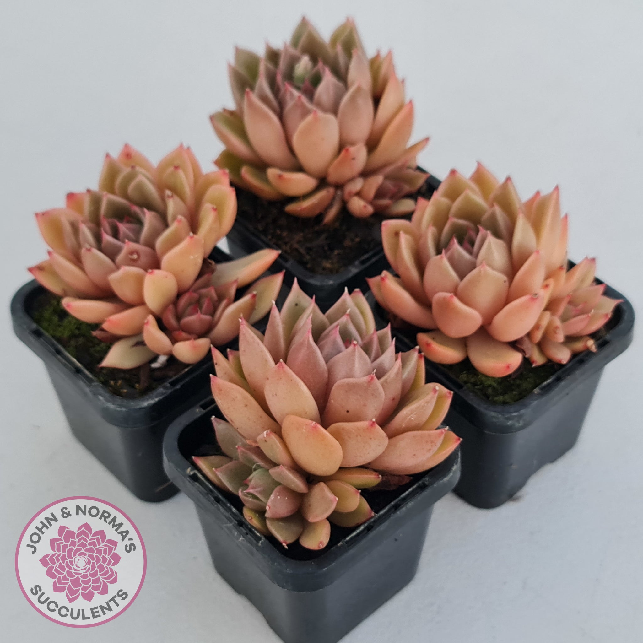 gilva succulent Buy Echeveria Agavoides Gilva Australia