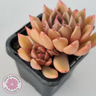Echeveria Agavoides Gilva