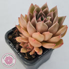 Echeveria Agavoides Gilva
