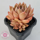 Echeveria Agavoides Gilva