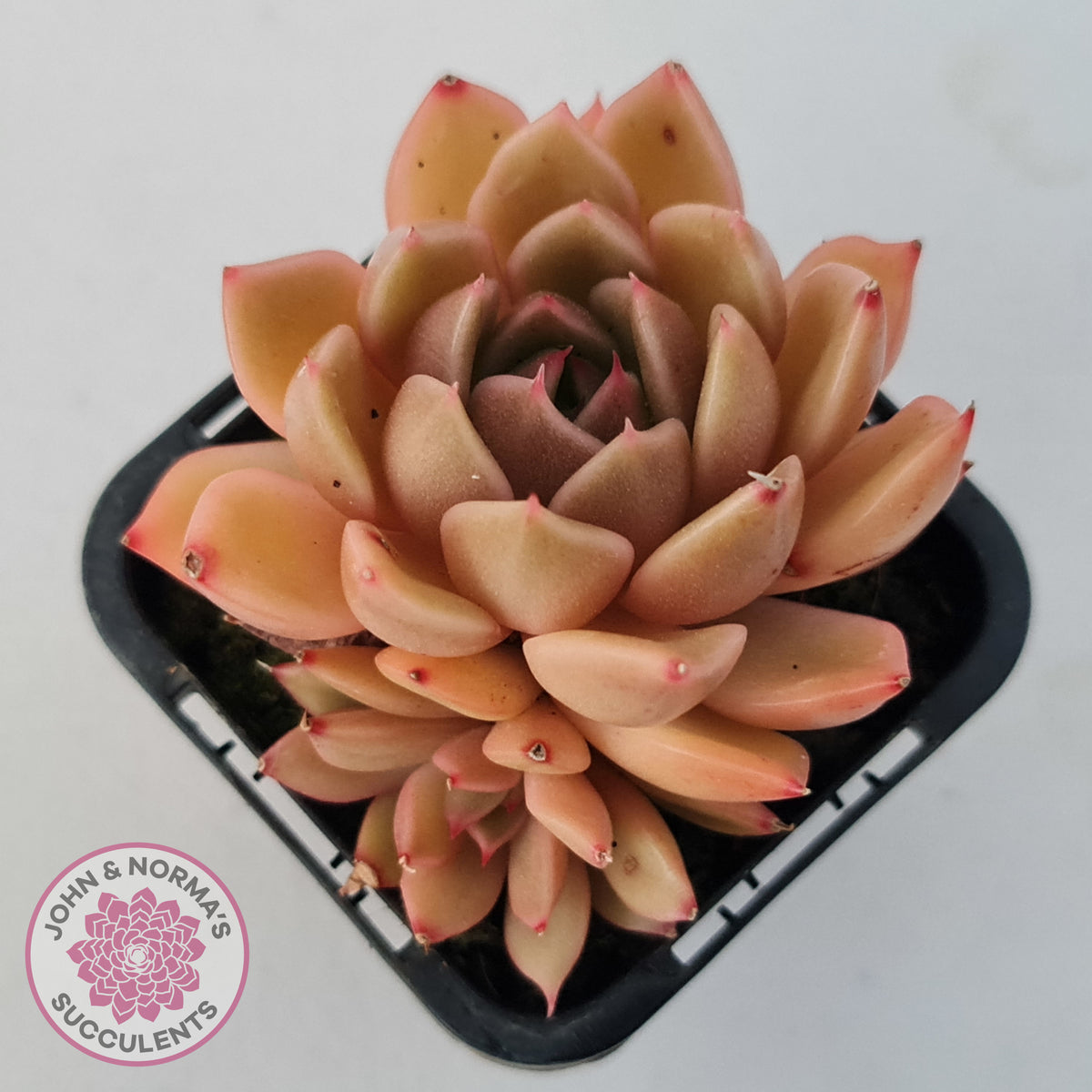 Echeveria Agavoides Gilva