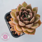 Echeveria Agavoides Gilva