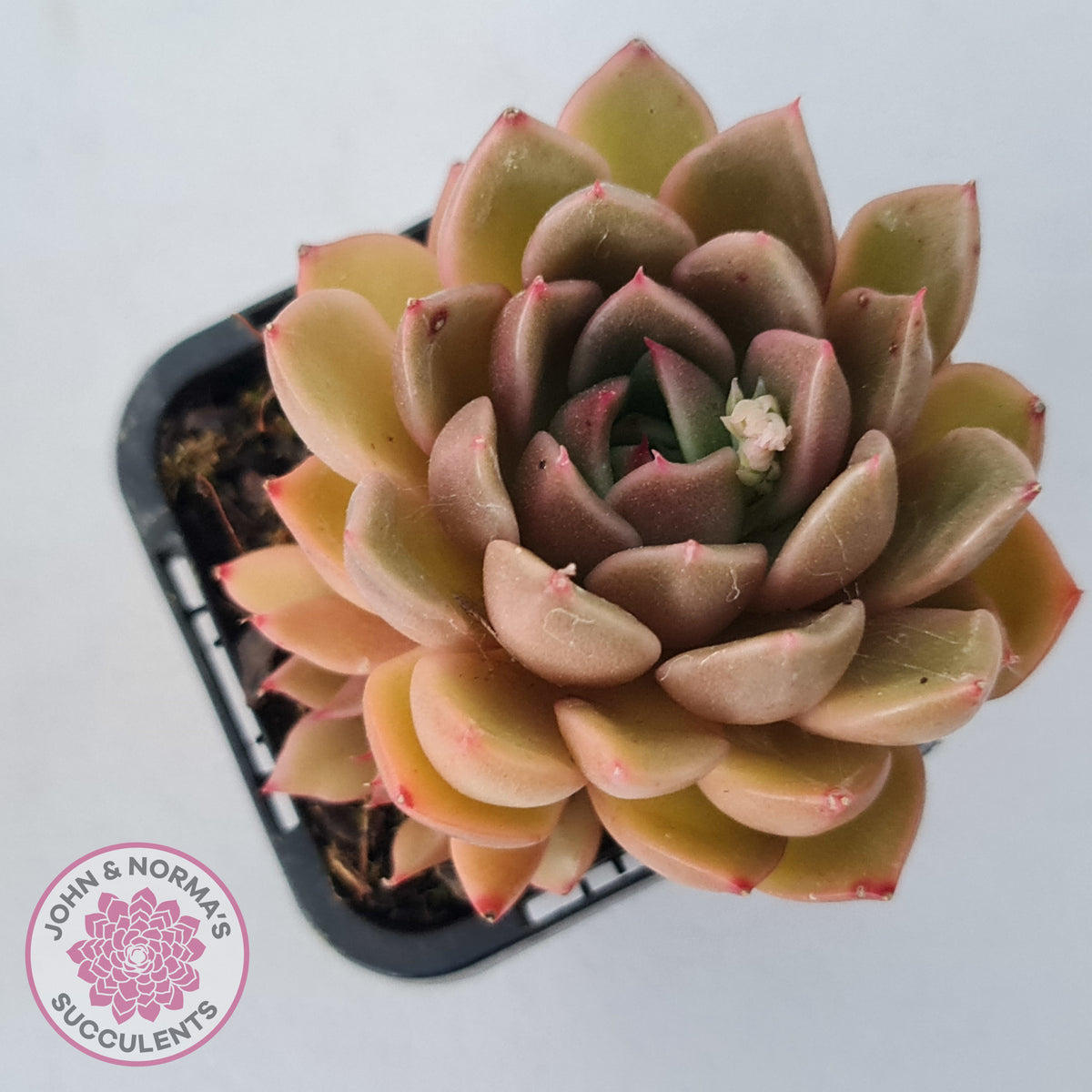 Echeveria Agavoides Gilva