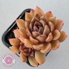 Echeveria Agavoides Gilva