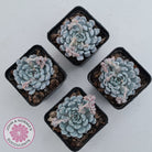 Echeveria Gmmul x White Zaragoza