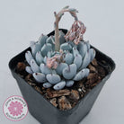 Echeveria Gmmul x White Zaragoza
