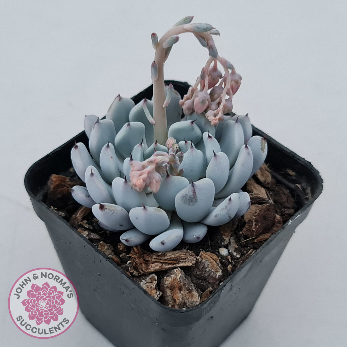 Echeveria Gmmul x White Zaragoza