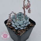 Echeveria Gmmul x White Zaragoza