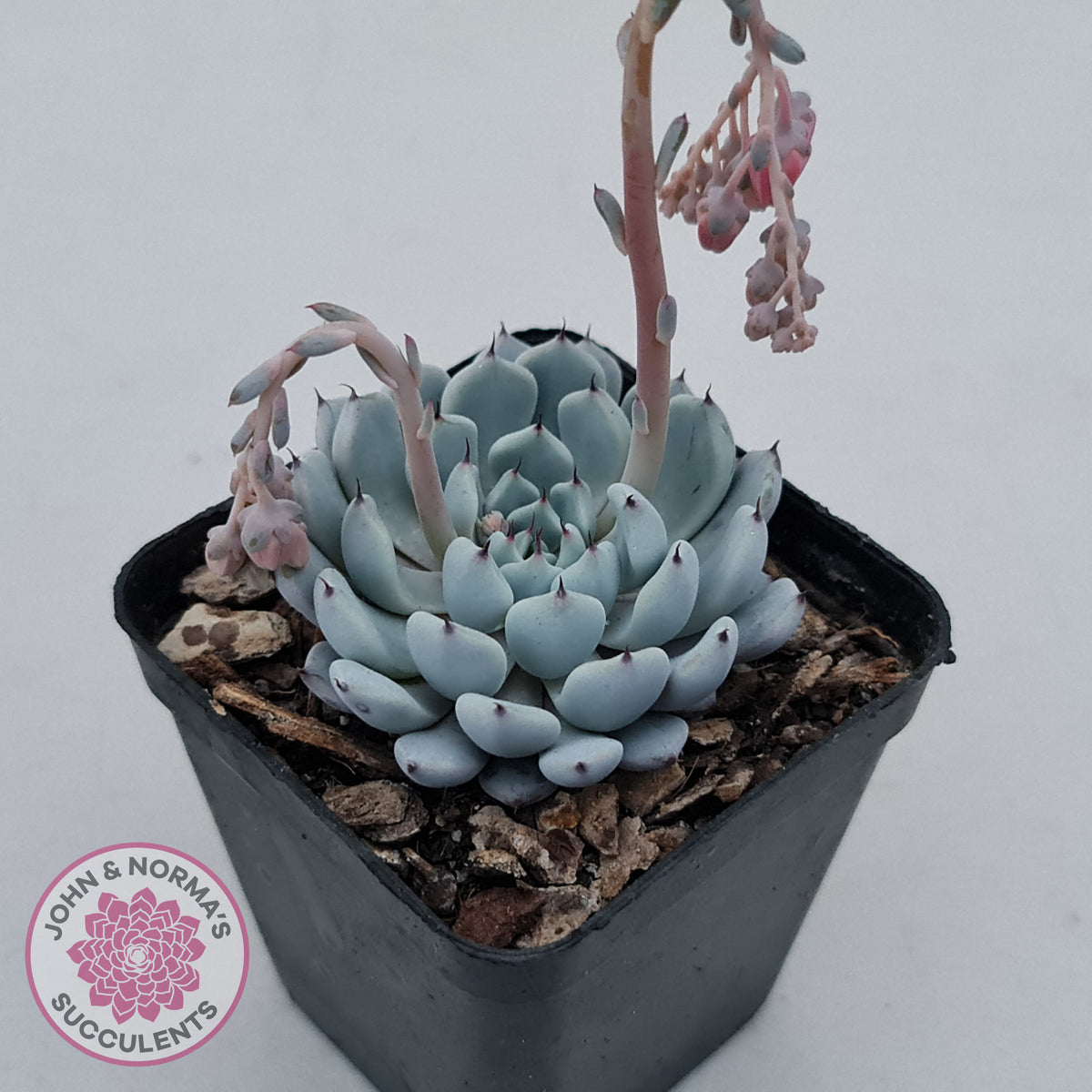 Echeveria Gmmul x White Zaragoza