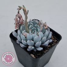 Load image into Gallery viewer, Echeveria Gmmul x White Zaragoza
