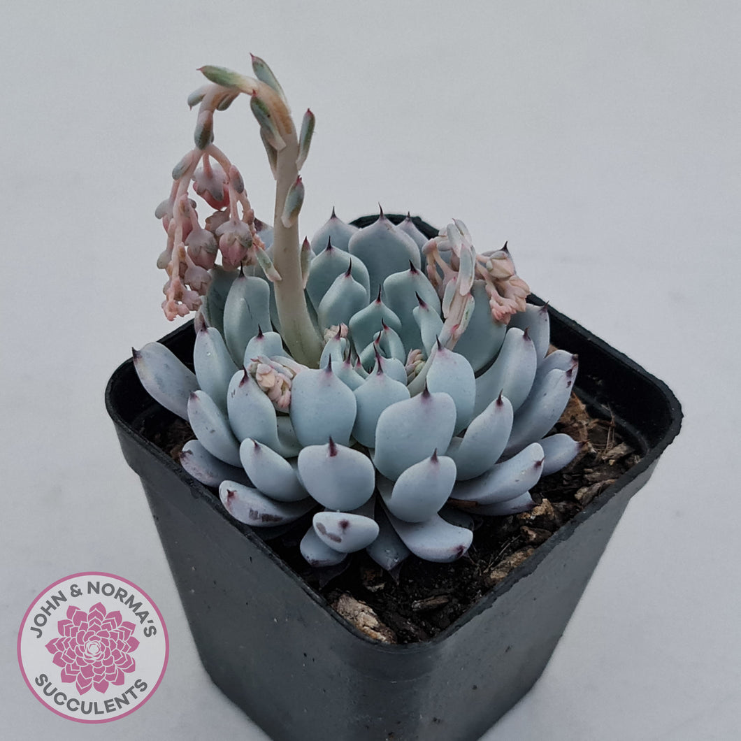 Echeveria Gmmul x White Zaragoza