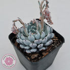 Echeveria Gmmul x White Zaragoza