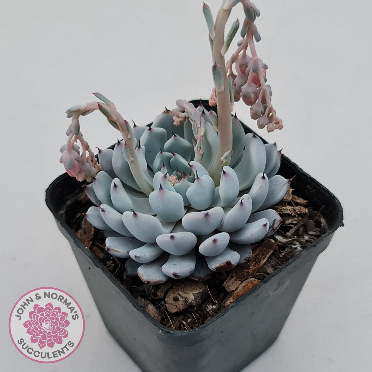 Echeveria Gmmul x White Zaragoza