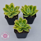 Echeveria 'Golden Glow' Variegata