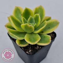 Load image into Gallery viewer, Echeveria &#39;Golden Glow&#39; Variegata - John &amp; Norma&#39;s Succulents Australia
