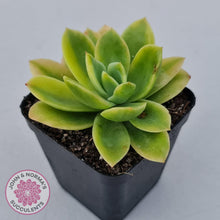 Load image into Gallery viewer, Echeveria &#39;Golden Glow&#39; Variegata - John &amp; Norma&#39;s Succulents Australia
