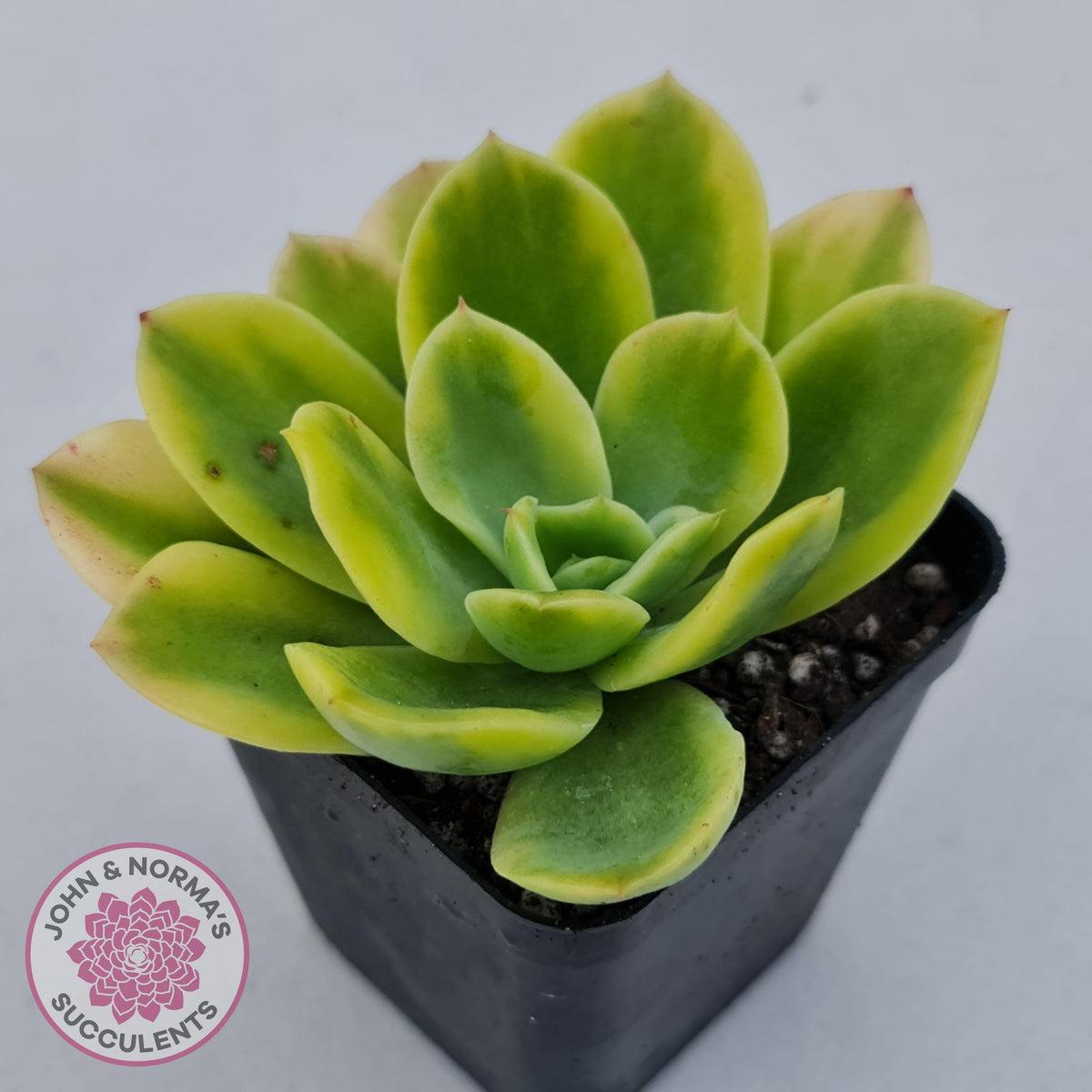 Echeveria 'Golden Glow' Variegata