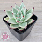 Echeveria 'Green Dragon'