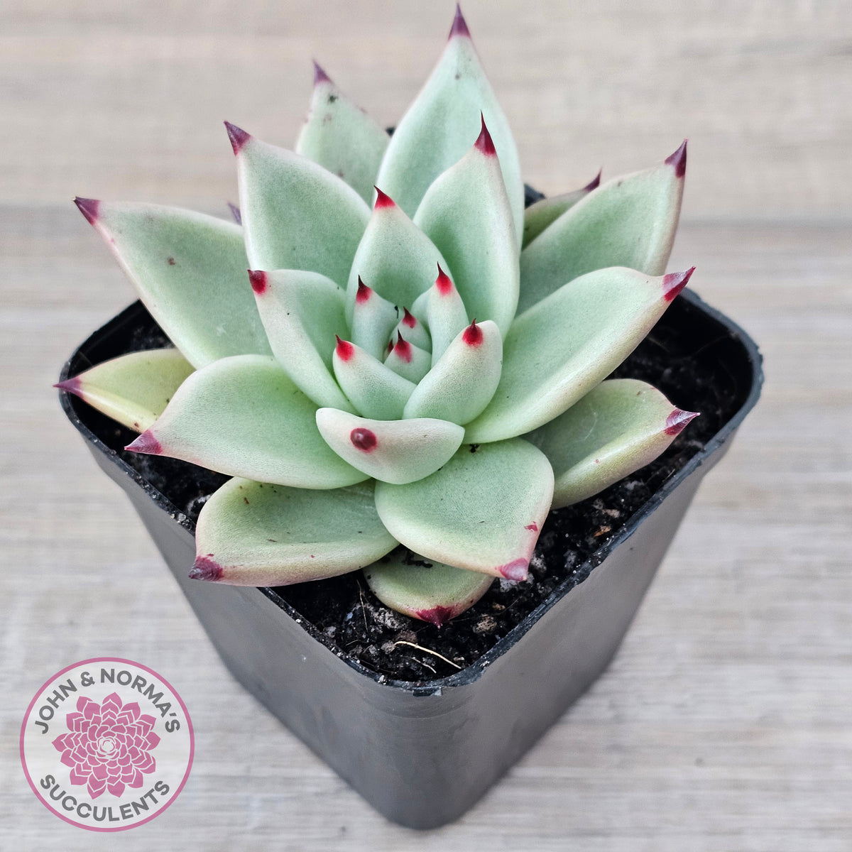 Echeveria 'Green Dragon'