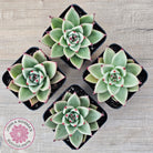 Echeveria 'Green Dragon'