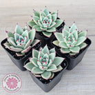 Echeveria 'Green Dragon'