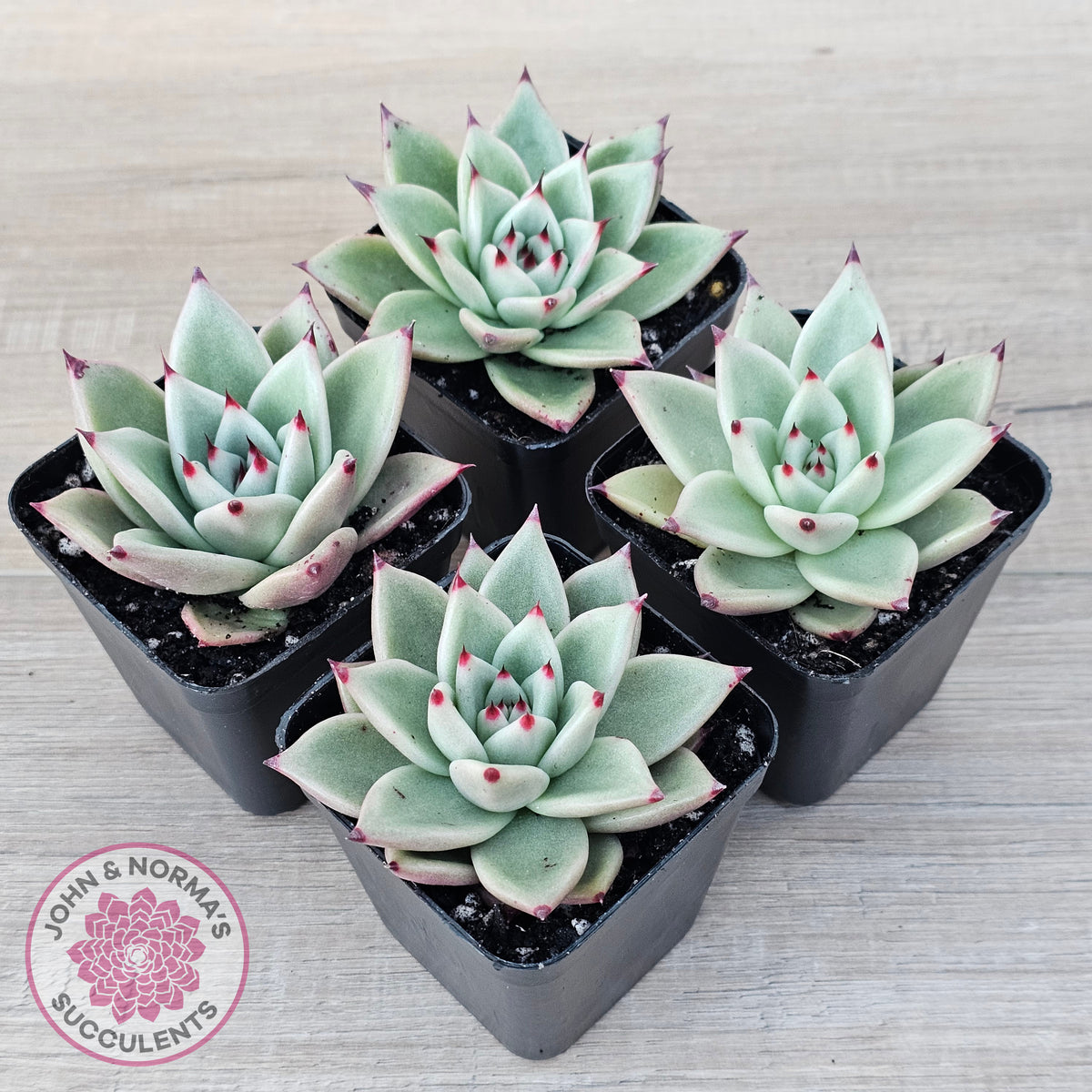 Echeveria 'Green Dragon'